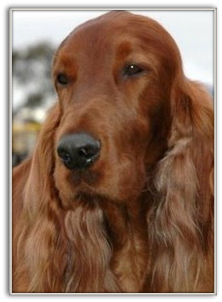 Hugo portrait big 2