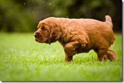southbeach pup 1