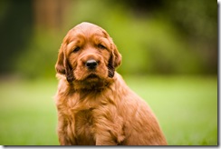 southbeach pup 2