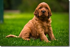 southbeach pup 3