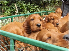 puppies in wagon 013