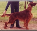 Aust & NZ Ch Eireannmada Montana