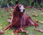 tina-autumn-leaves