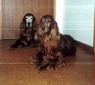 tina-tillie