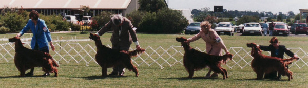cropped open dog hearn langham show