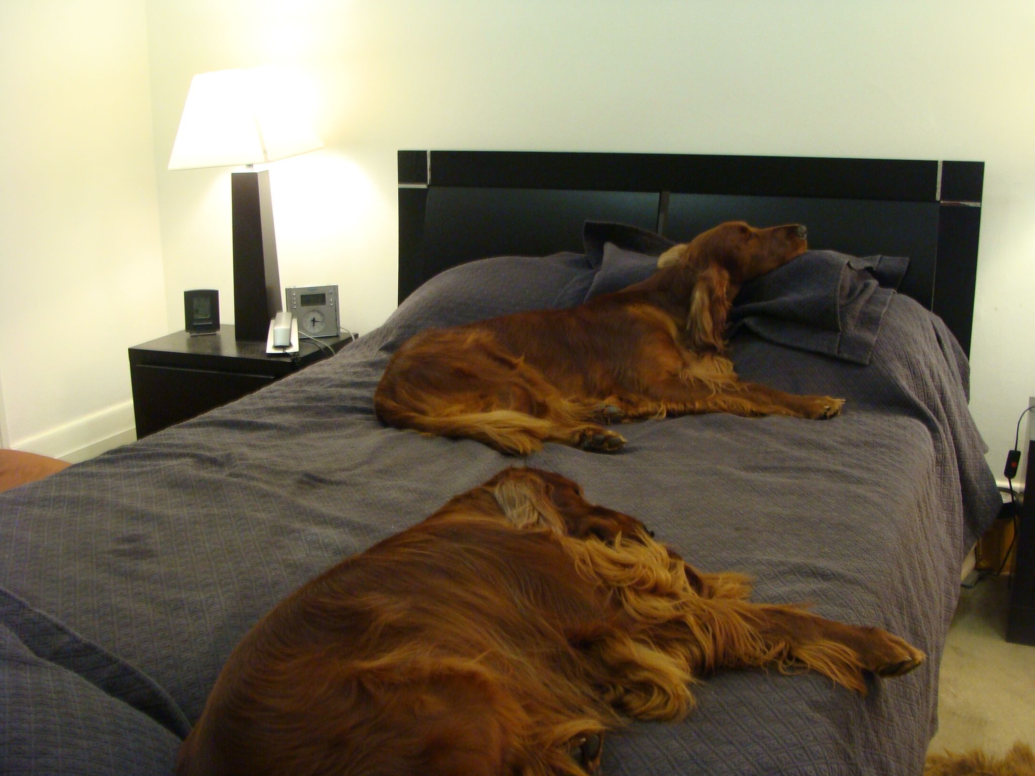 dogs on bed