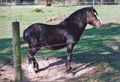 Keith's black pony
