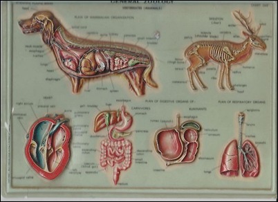 irish anatomy  small