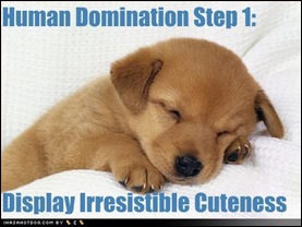 cute-puppy-pictures-puppy-will-dominate-earth