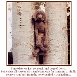 dog-stuck-in-trees-funny-sayings