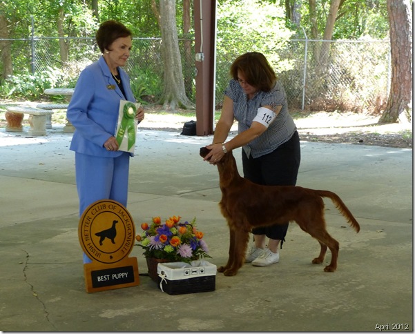 Tebow Best Puppy Jacksonville Debut