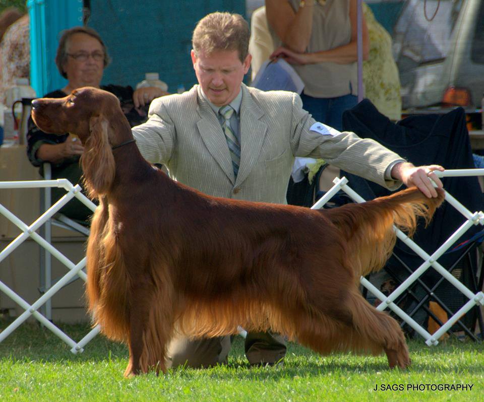 Ch Avon Farm Star Rider | Irish Setters Australia