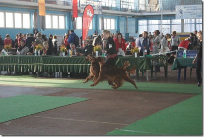 frodo and seela best in show brace