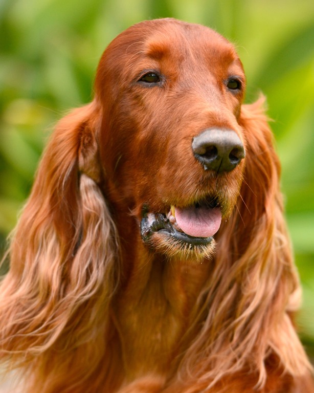 Irish Setters Australia