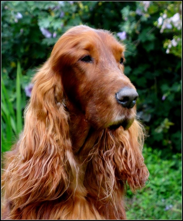 Irish Setters Australia