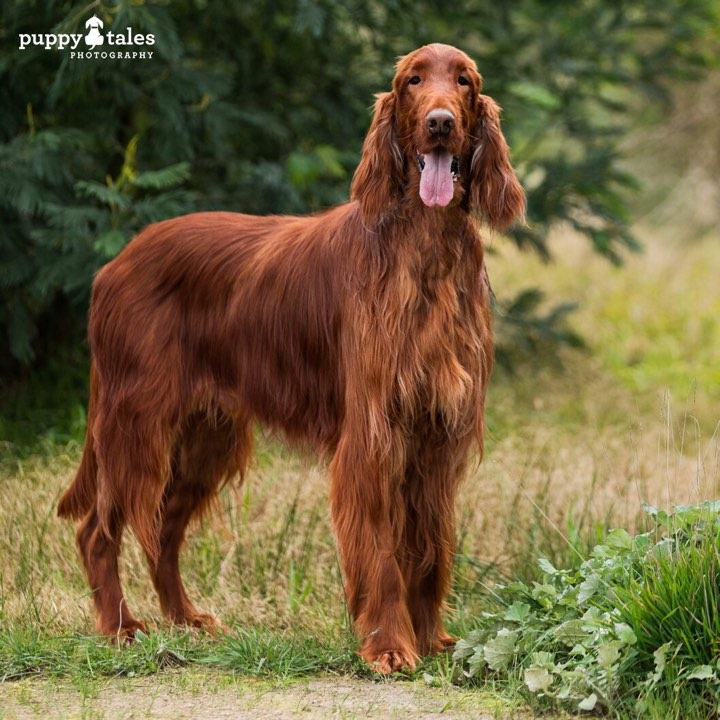 Very Special HOME REQUIRED | Irish Setters Australia