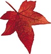 images.jpgmaple leaf