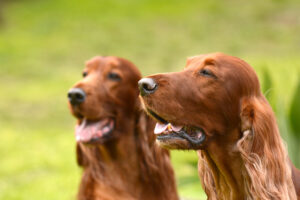 Irish Setters Australia